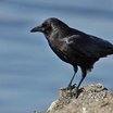 American Crow